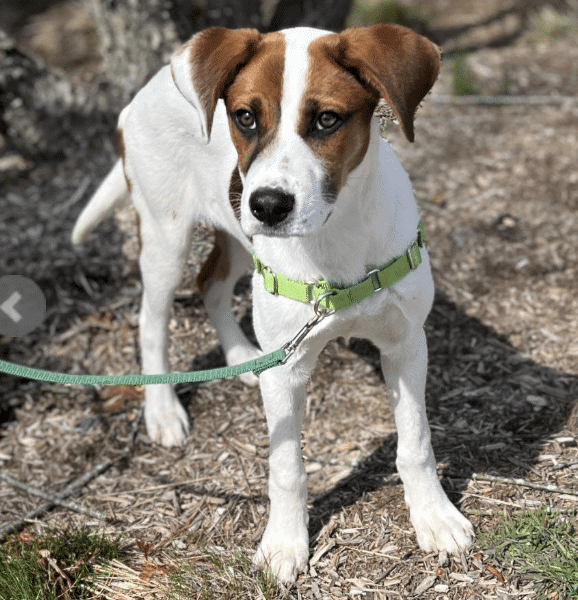 Roger, a 4 mo old, brown and white, Hound Mix wearing a green collar, available for adoption at ARF in East Hampton